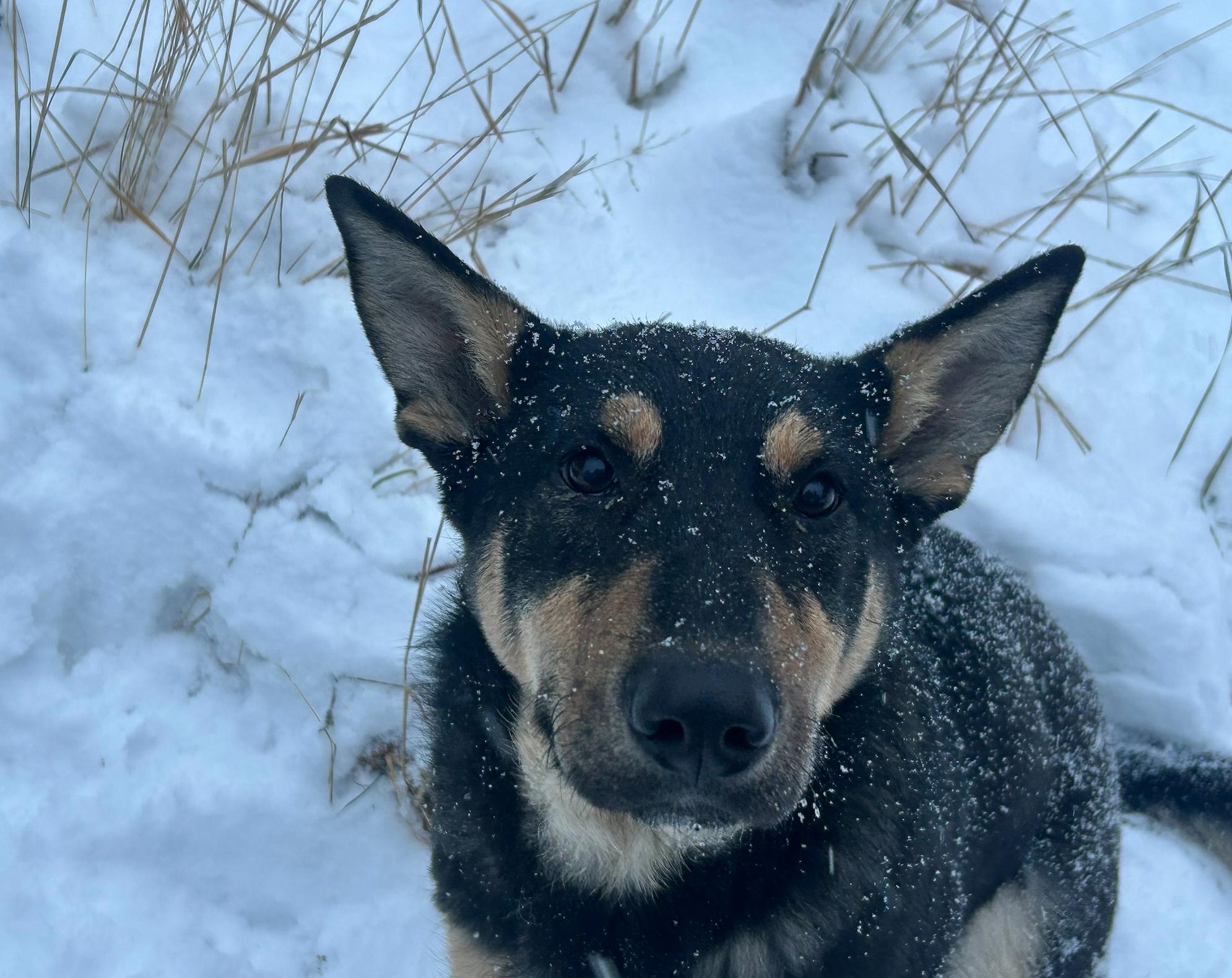 Sparky, Adoptable, Young Female Shepherd.
