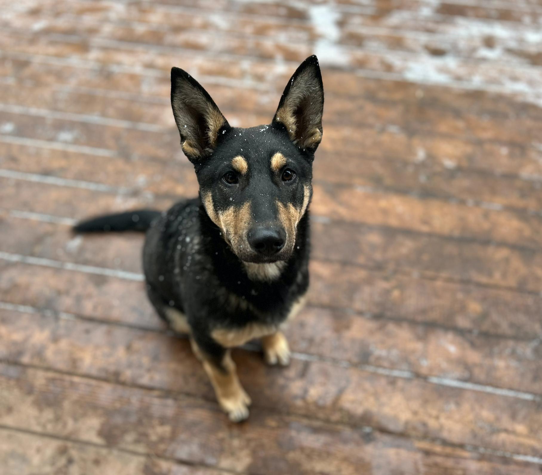 Sparky, a Adoptable mixed breed in Calgary, AB image 2/4