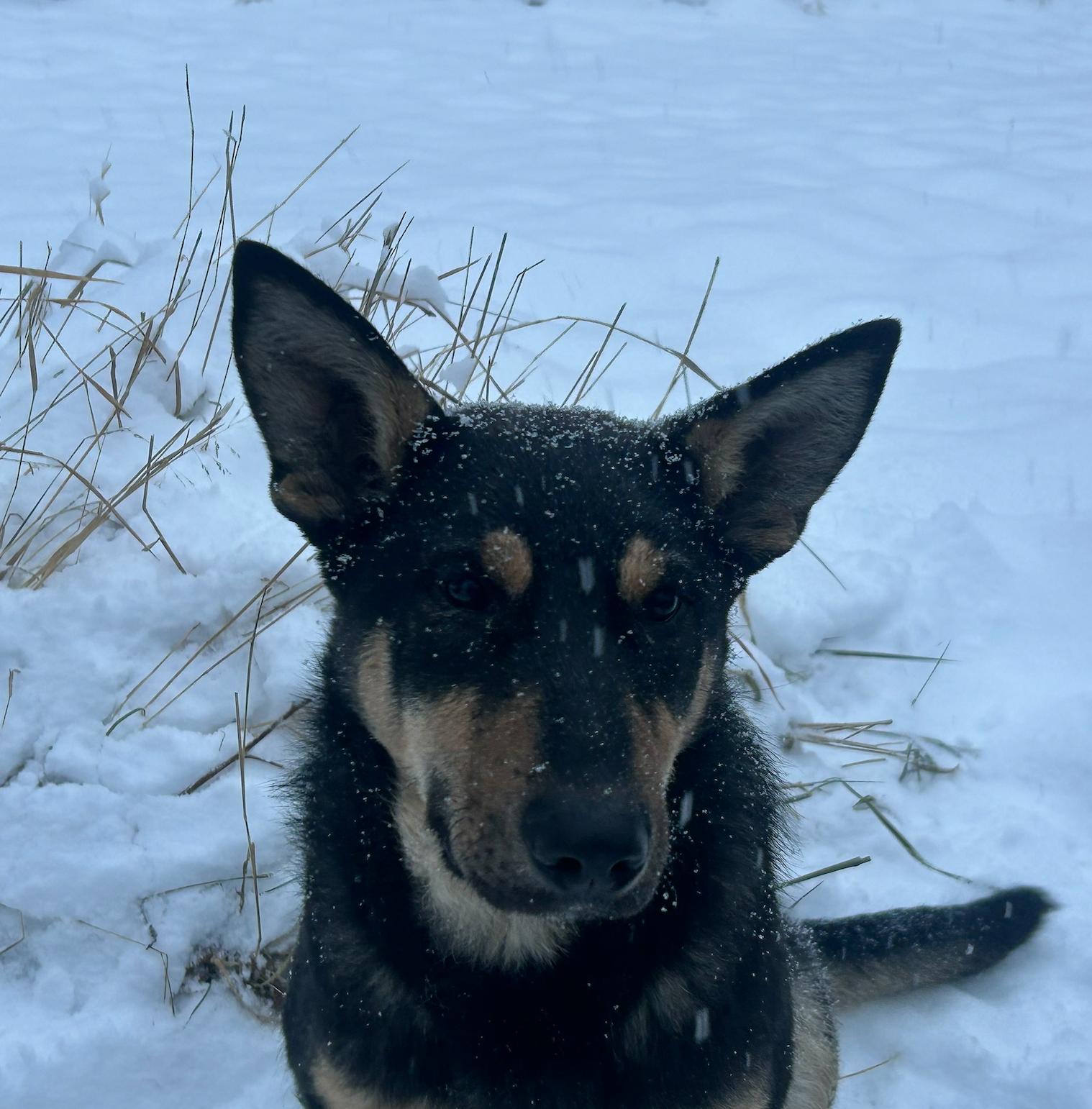 Sparky, a Adoptable mixed breed in Calgary, AB image 3/4