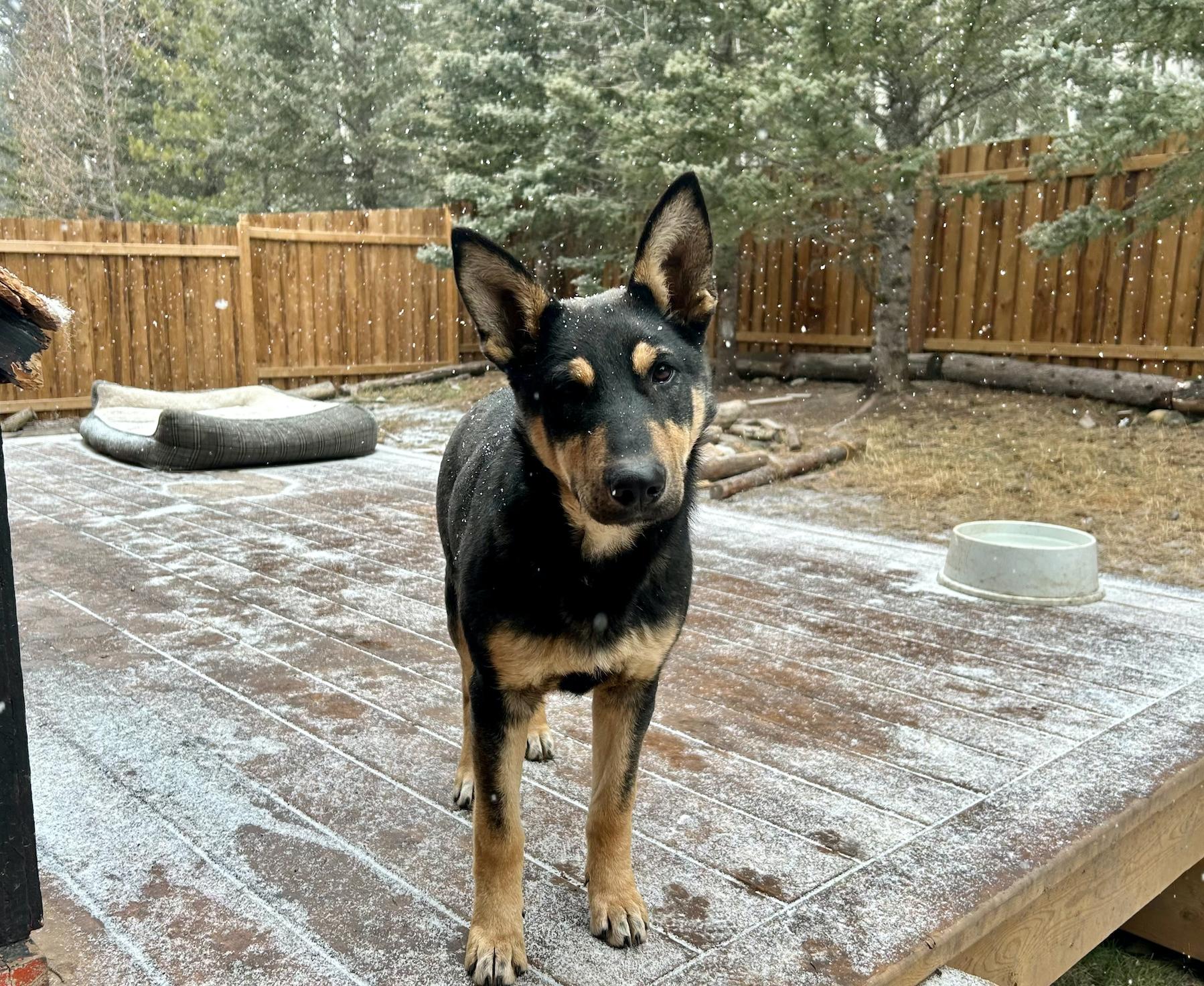 Sparky, a Adoptable mixed breed in Calgary, AB image 4/4