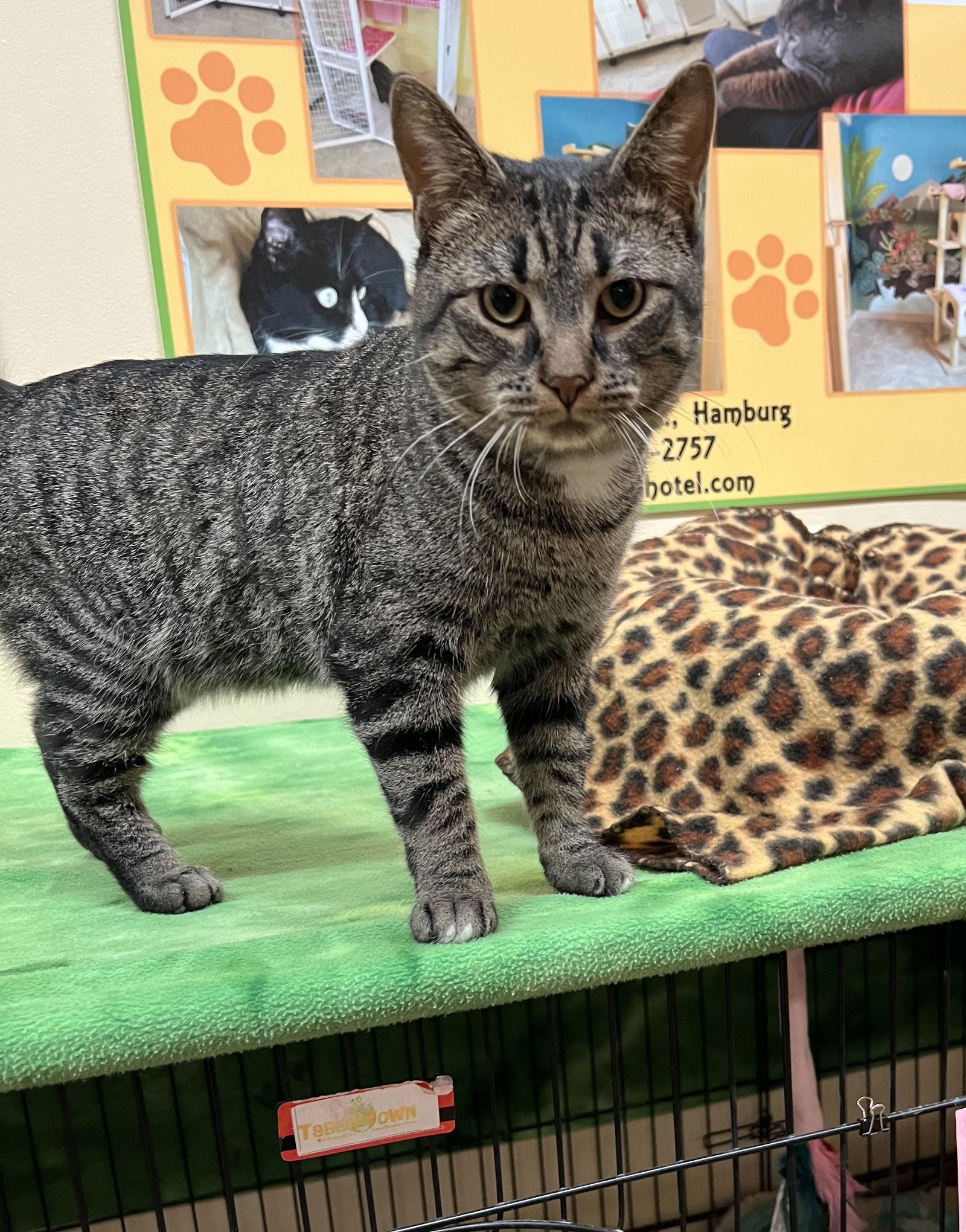 Enlarge Anderson, a Adoptable Domestic Short Hair in Blasdell, NY image 1/1