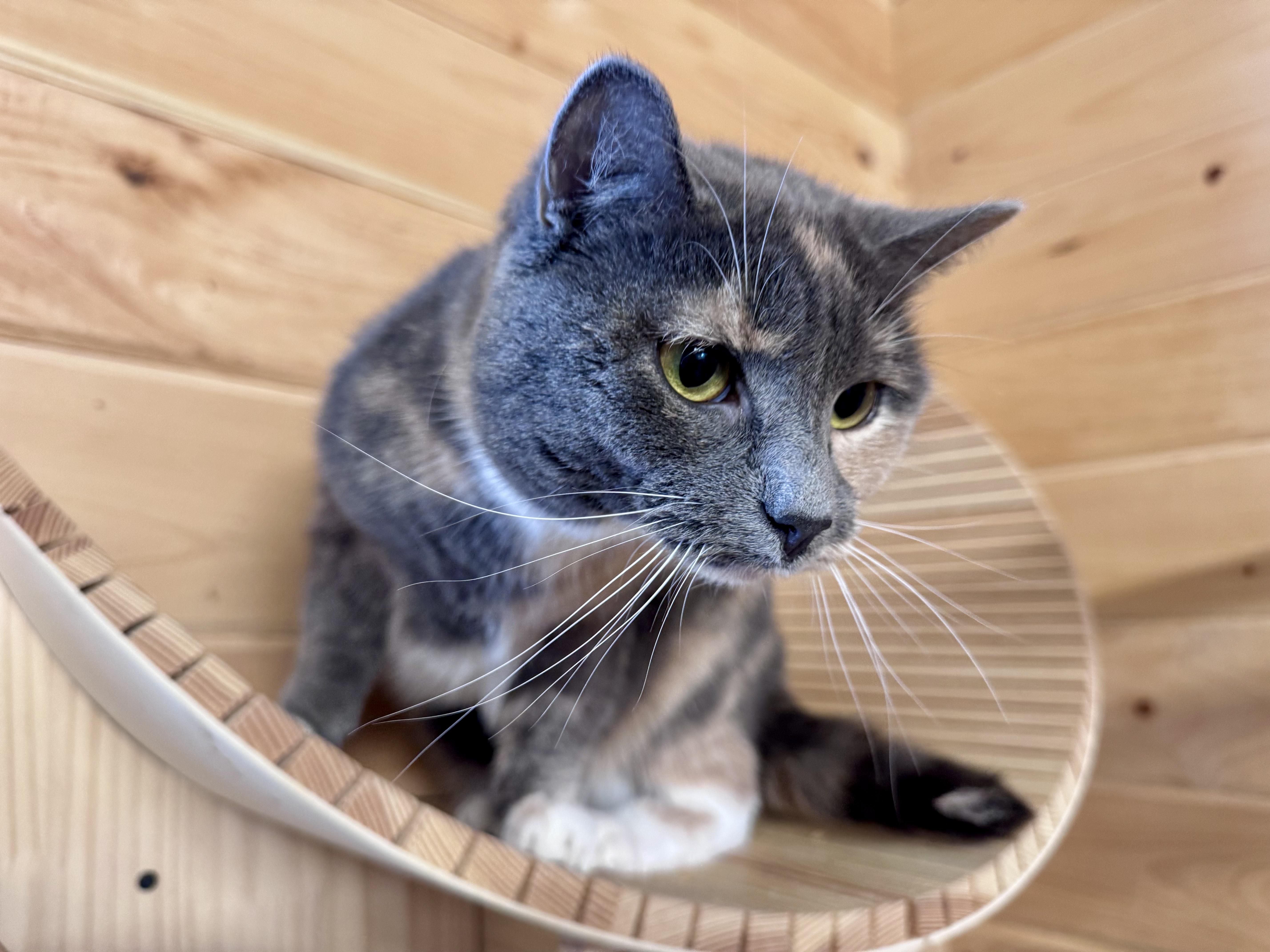 Enlarge Miracle, a ADOPTABLE American Shorthair in Saint Augustine, FL image 2/2