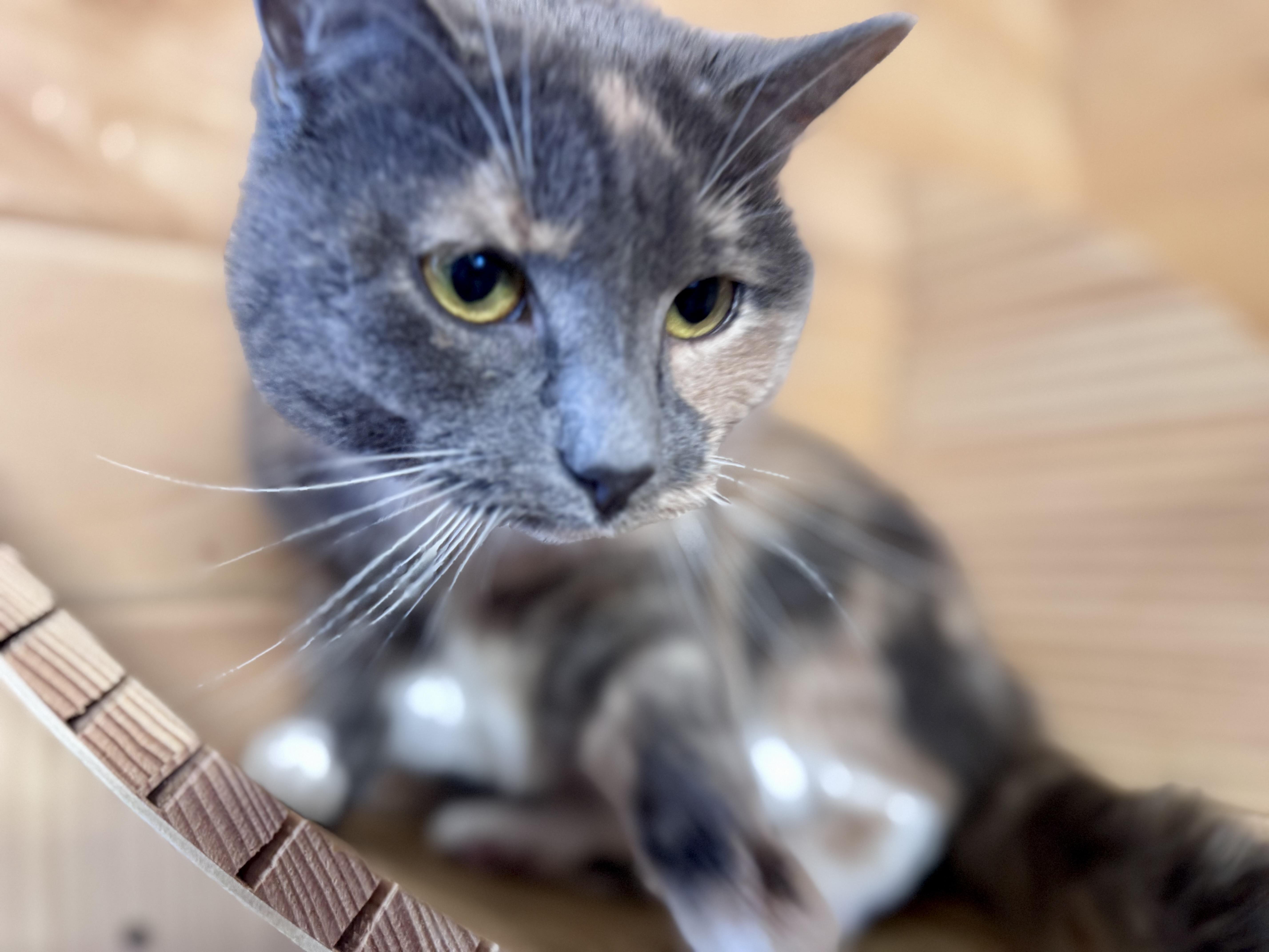 Miracle, ADOPTABLE, Adult Female American Shorthair.
