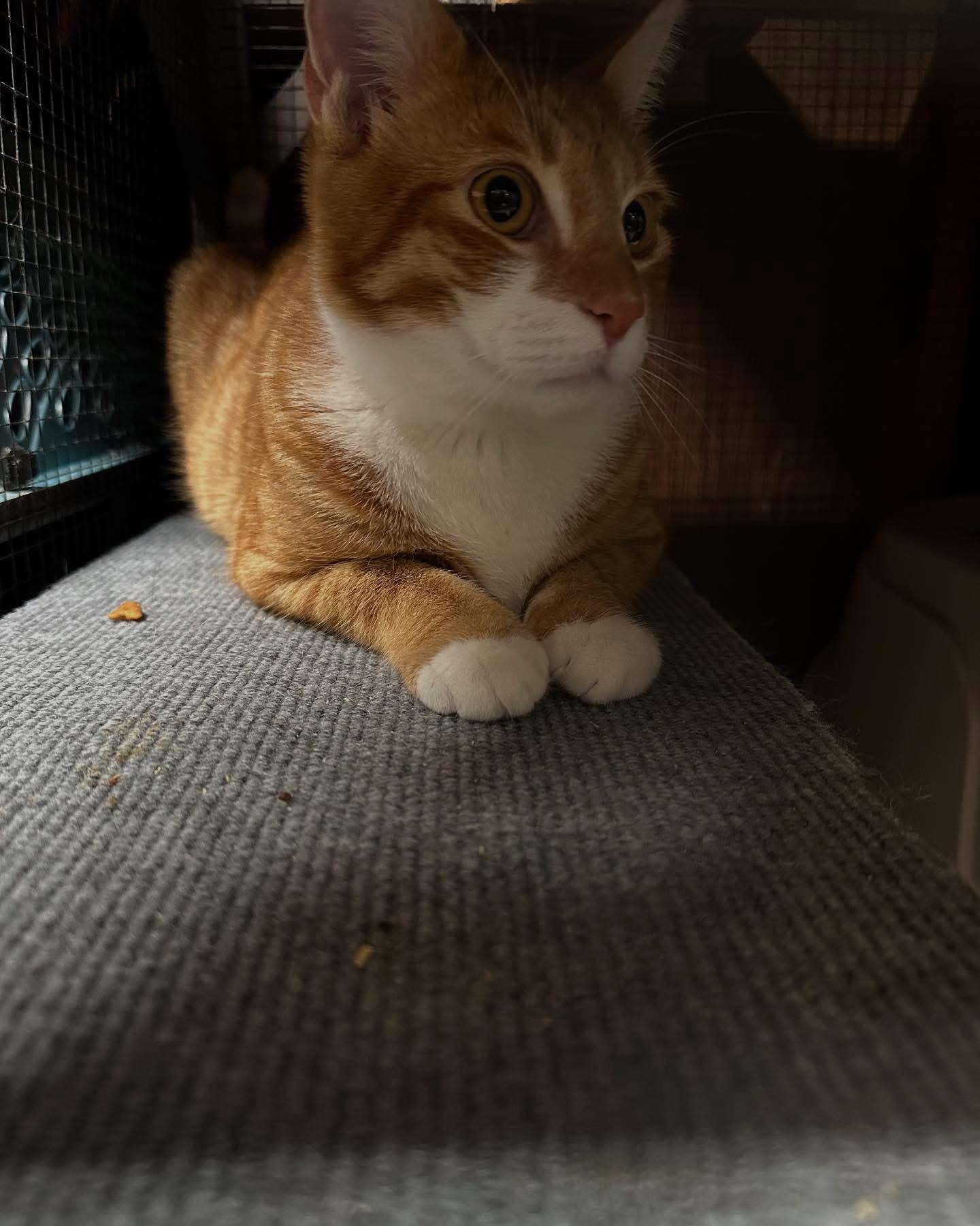 Enlarge Morris and Connor (bonded), a Adopted mixed breed in Pomona, CA image 4/6