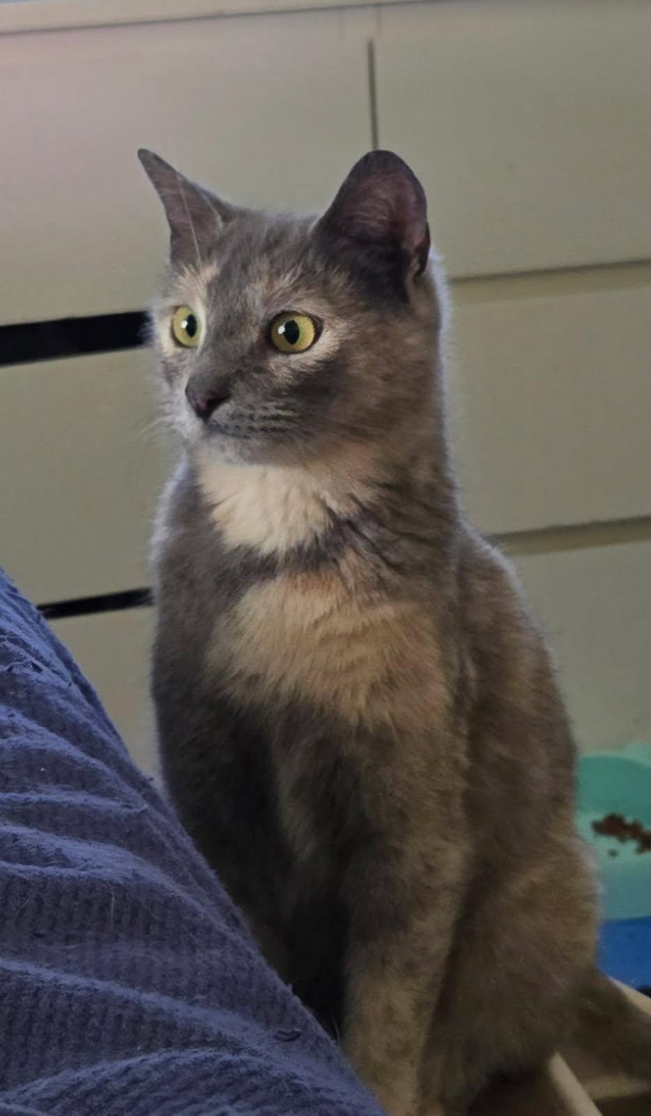 Aurora, Adult Female Domestic Short Hair