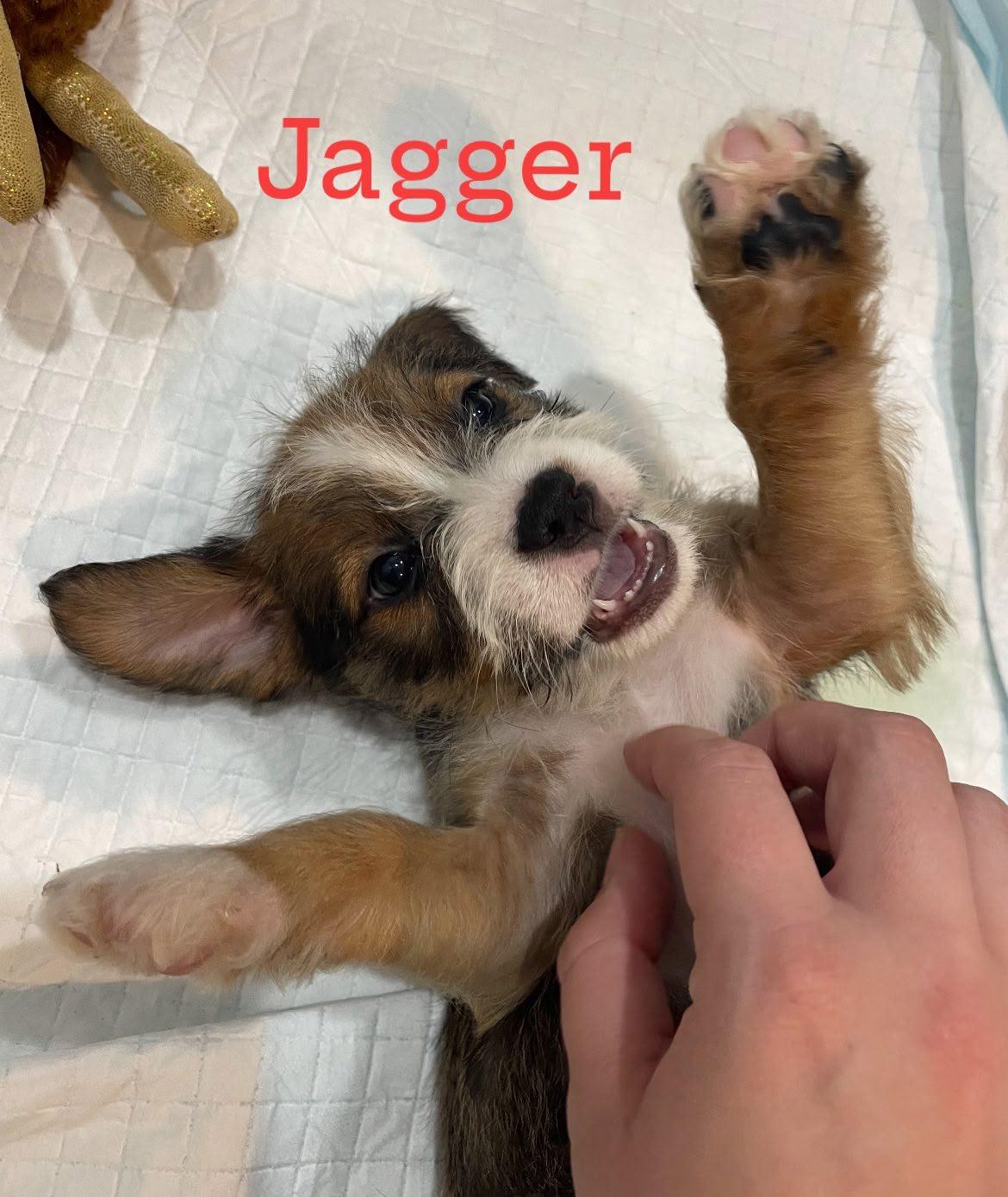 Jagger, an adoptable Pit Bull Terrier, Cockapoo in Vernon Hills, IL, 60061 | Photo Image 1
