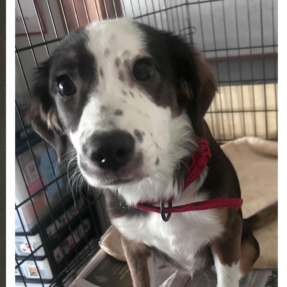 Enlarge McKenna, a Adoptable Australian Shepherd in La Grange, KY image 2/5