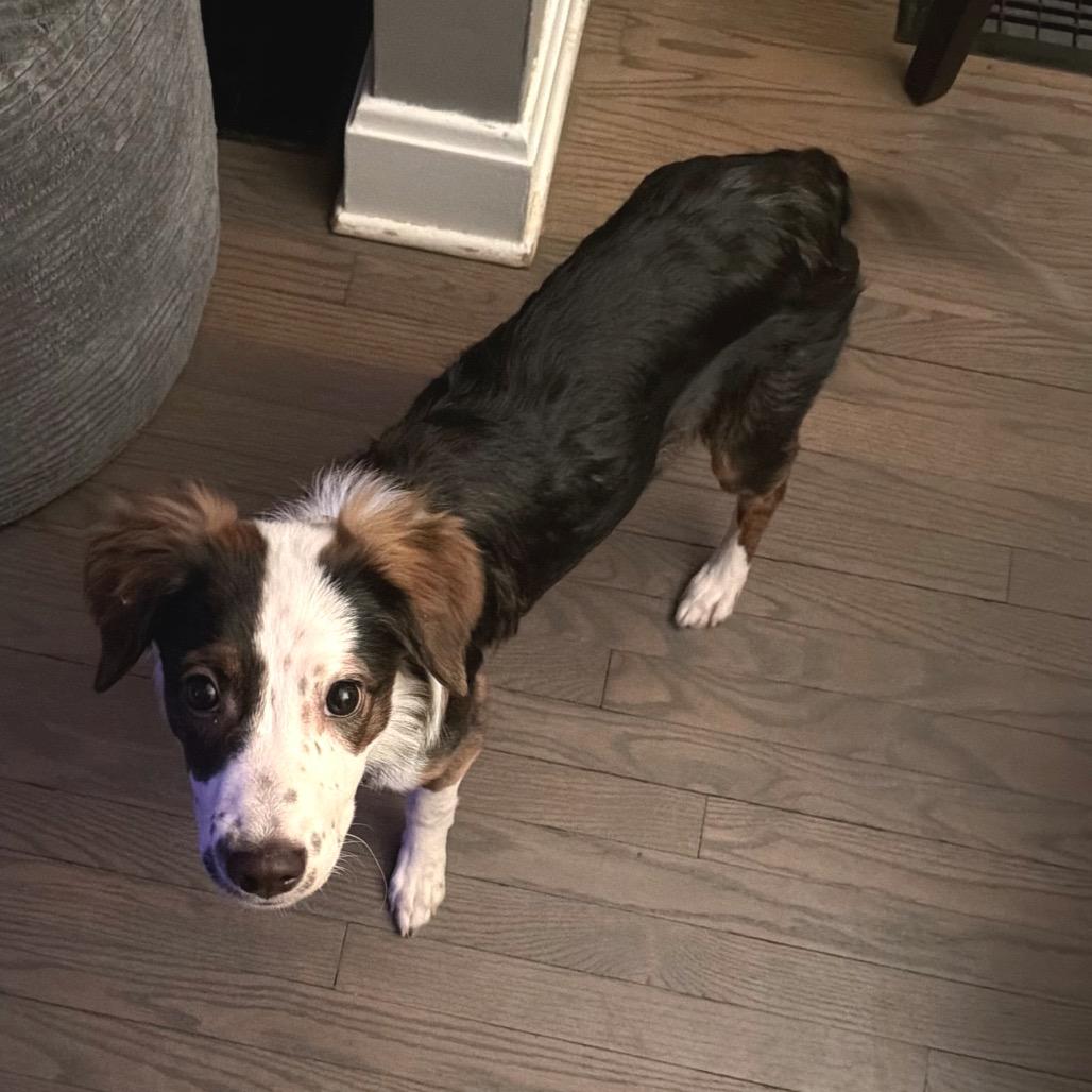 Enlarge McKenna, a Adoptable Australian Shepherd in La Grange, KY image 3/5