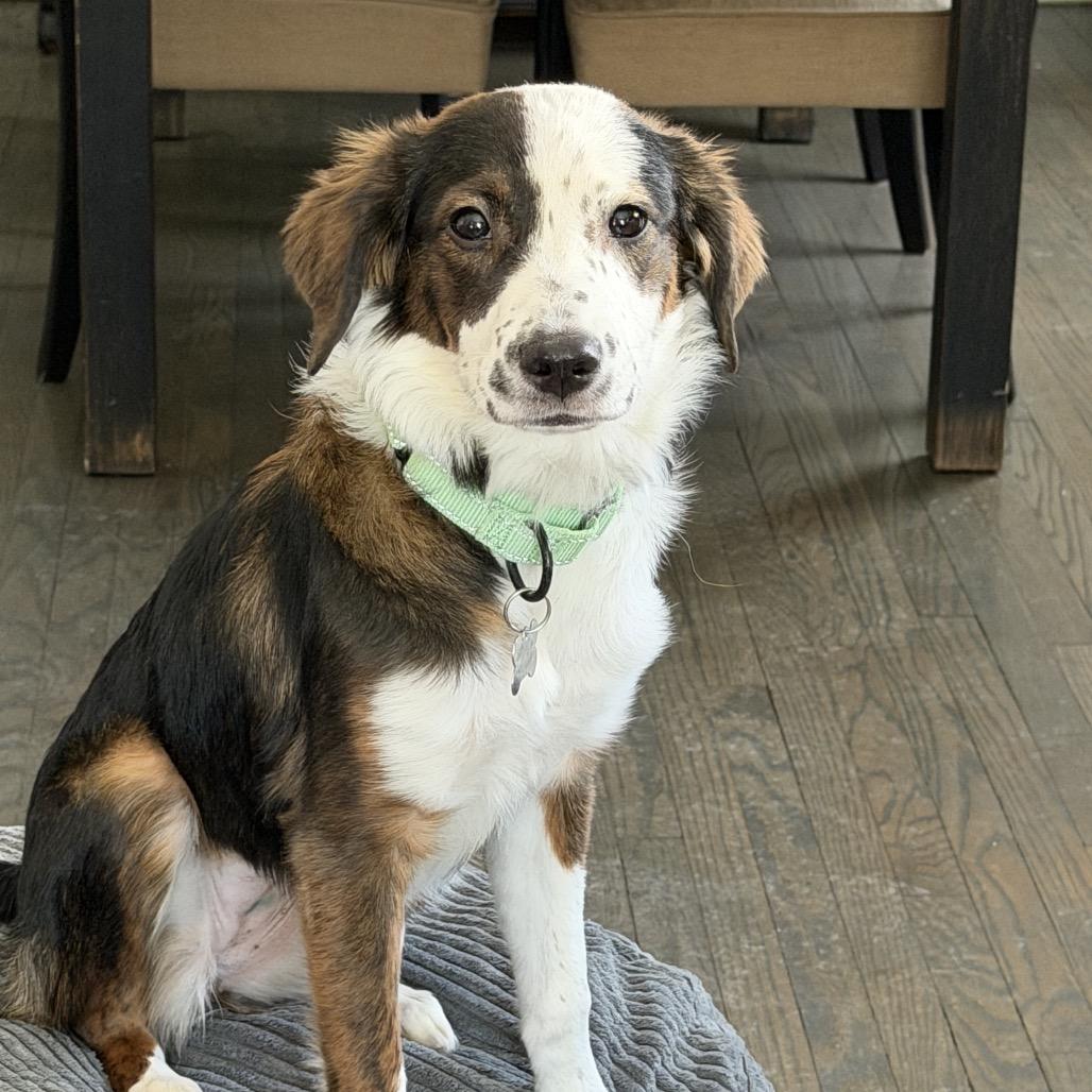 Enlarge McKenna, a Adoptable Australian Shepherd in La Grange, KY image 1/5