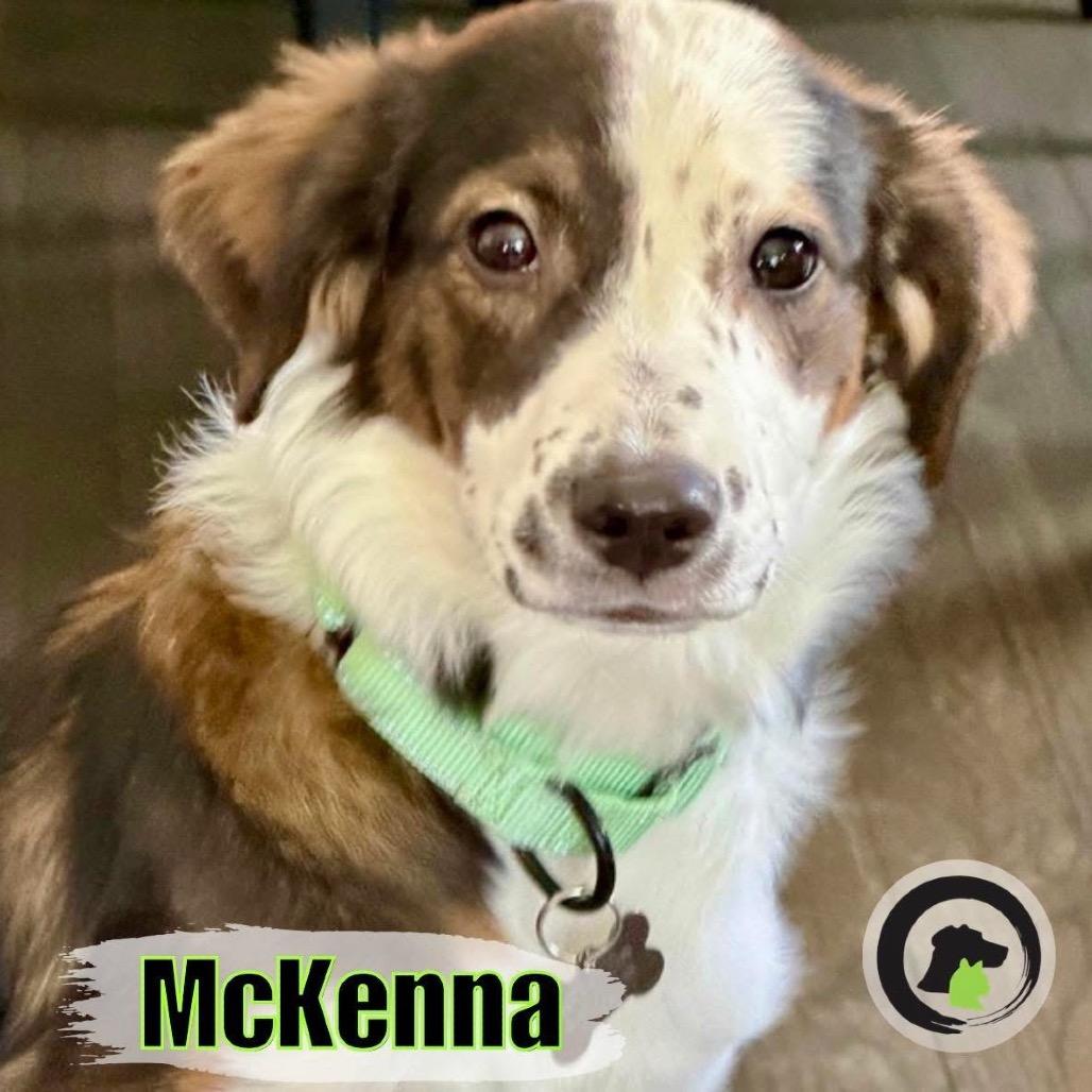 Enlarge McKenna, a Adoptable Australian Shepherd in La Grange, KY image 4/5