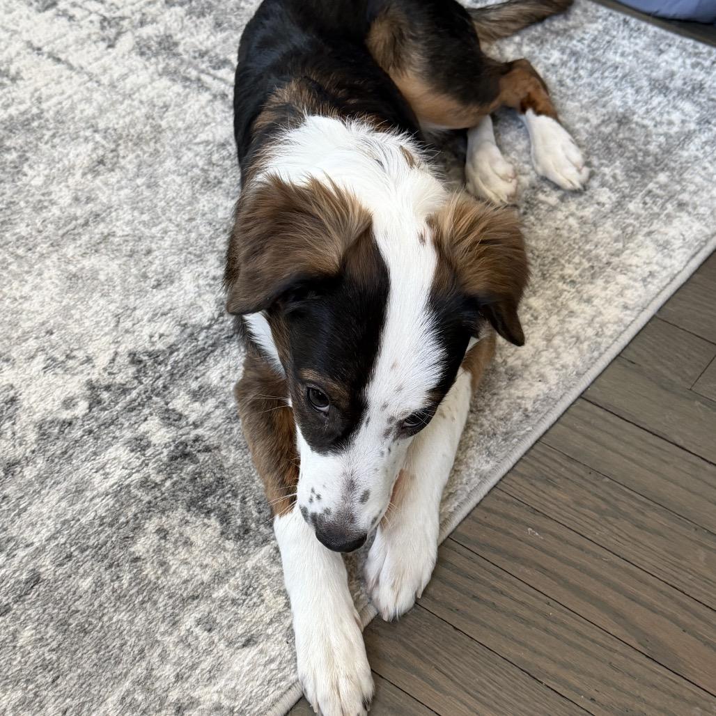 Enlarge McKenna, a Adoptable Australian Shepherd in La Grange, KY image 5/5