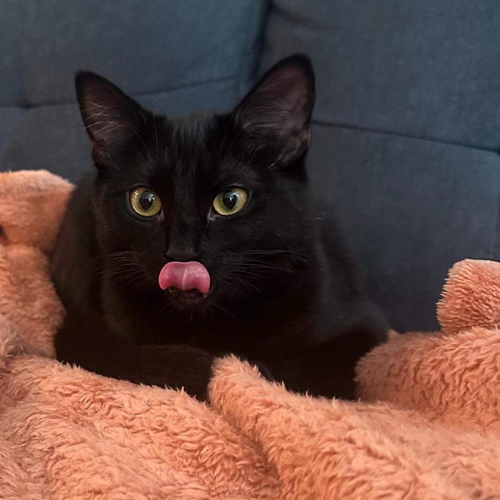 Enlarge April, a Adoptable Domestic Short Hair in Pleasanton, CA image 1/6