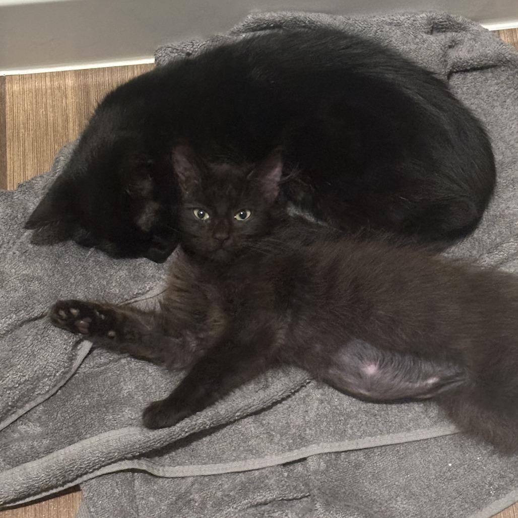 Enlarge April, a Adoptable Domestic Short Hair in Pleasanton, CA image 2/6