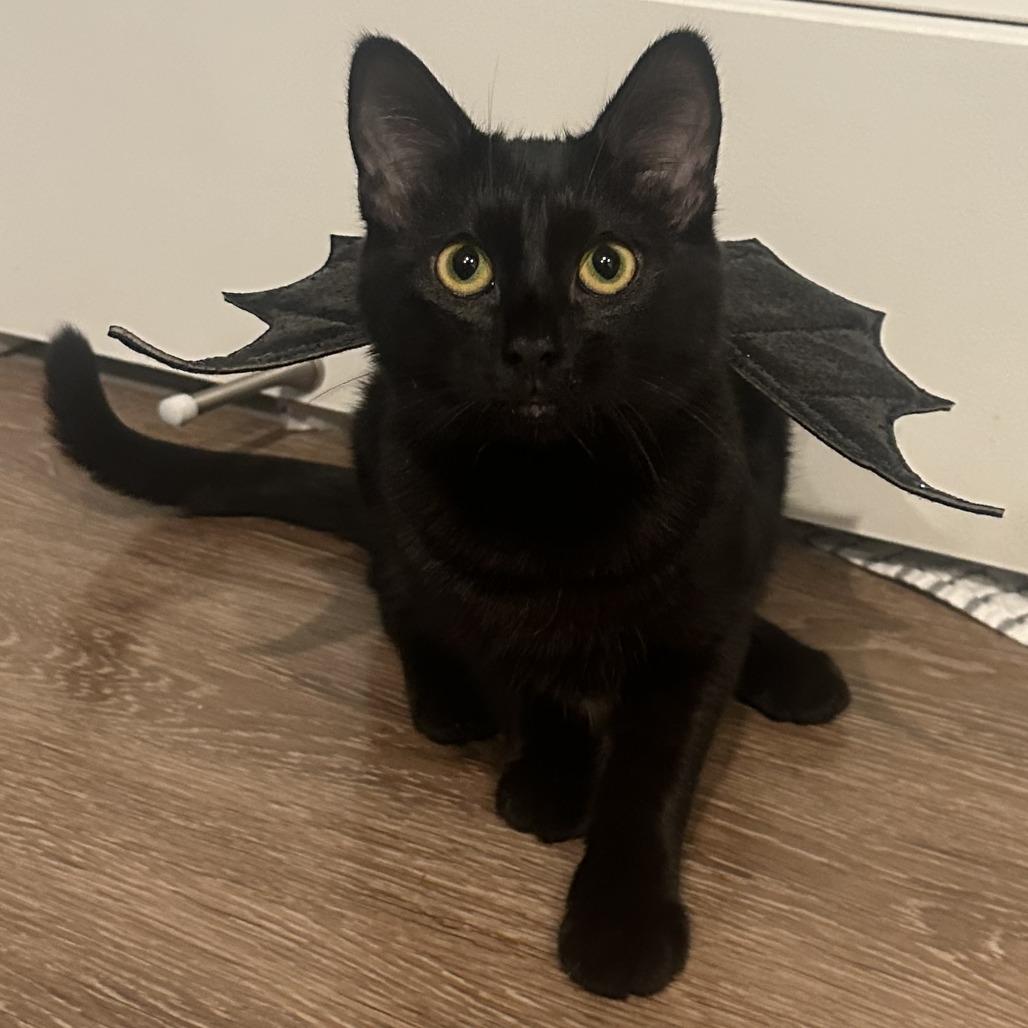 Enlarge April, a Adoptable Domestic Short Hair in Pleasanton, CA image 3/6