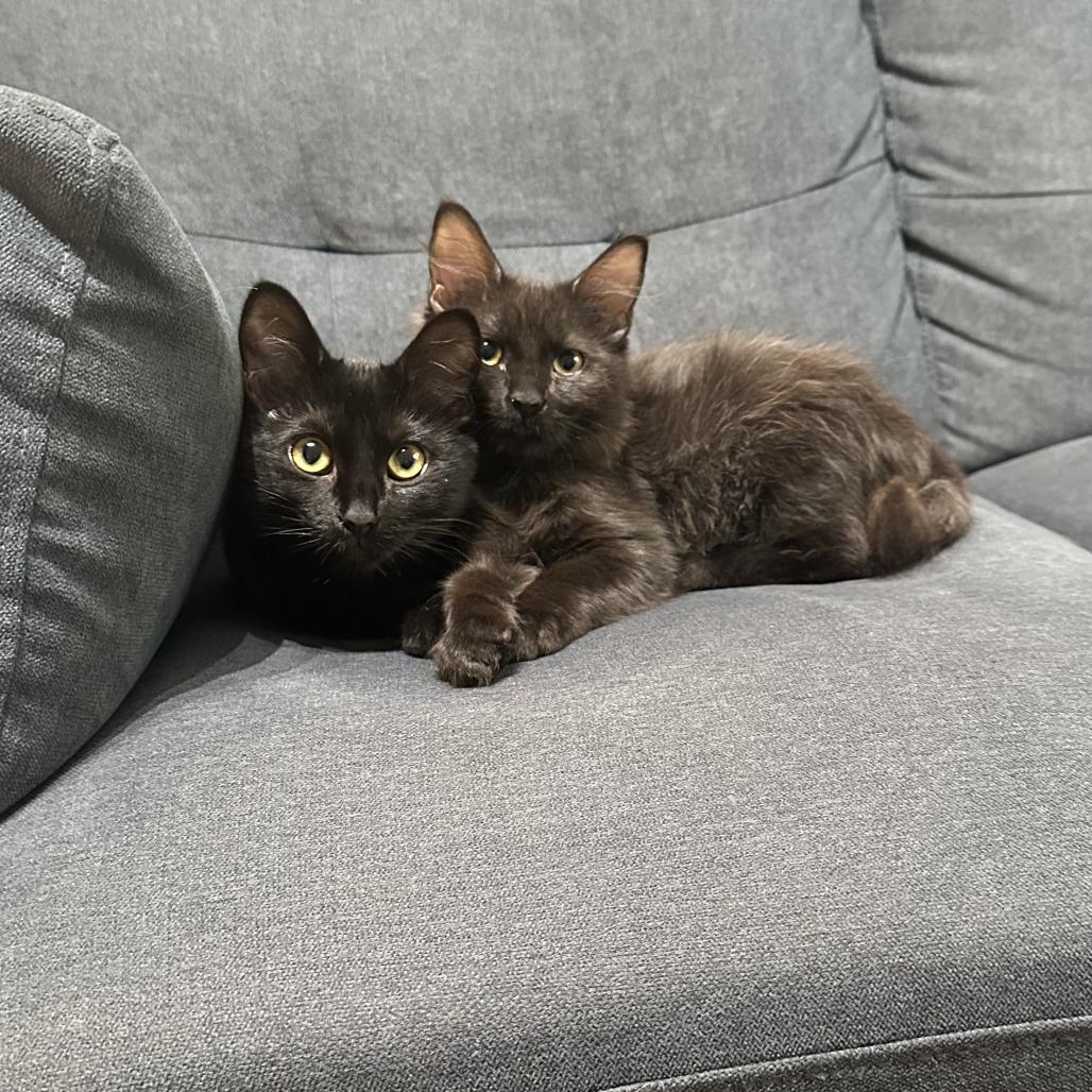 Enlarge April, a Adoptable Domestic Short Hair in Pleasanton, CA image 4/6