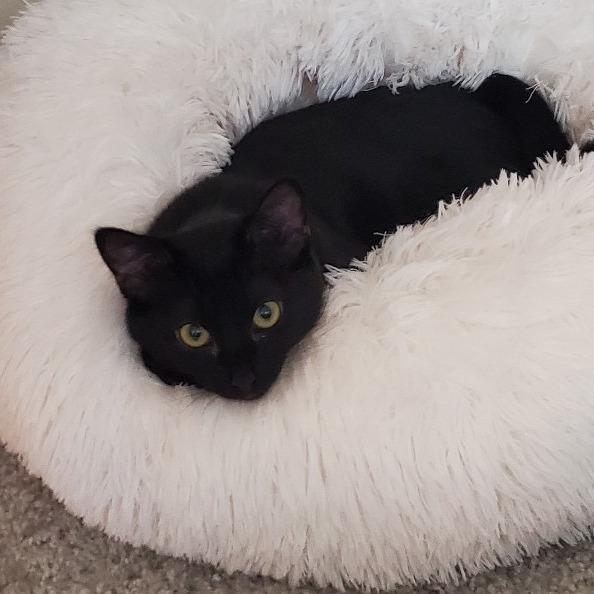 Enlarge April, a Adoptable Domestic Short Hair in Pleasanton, CA image 5/6