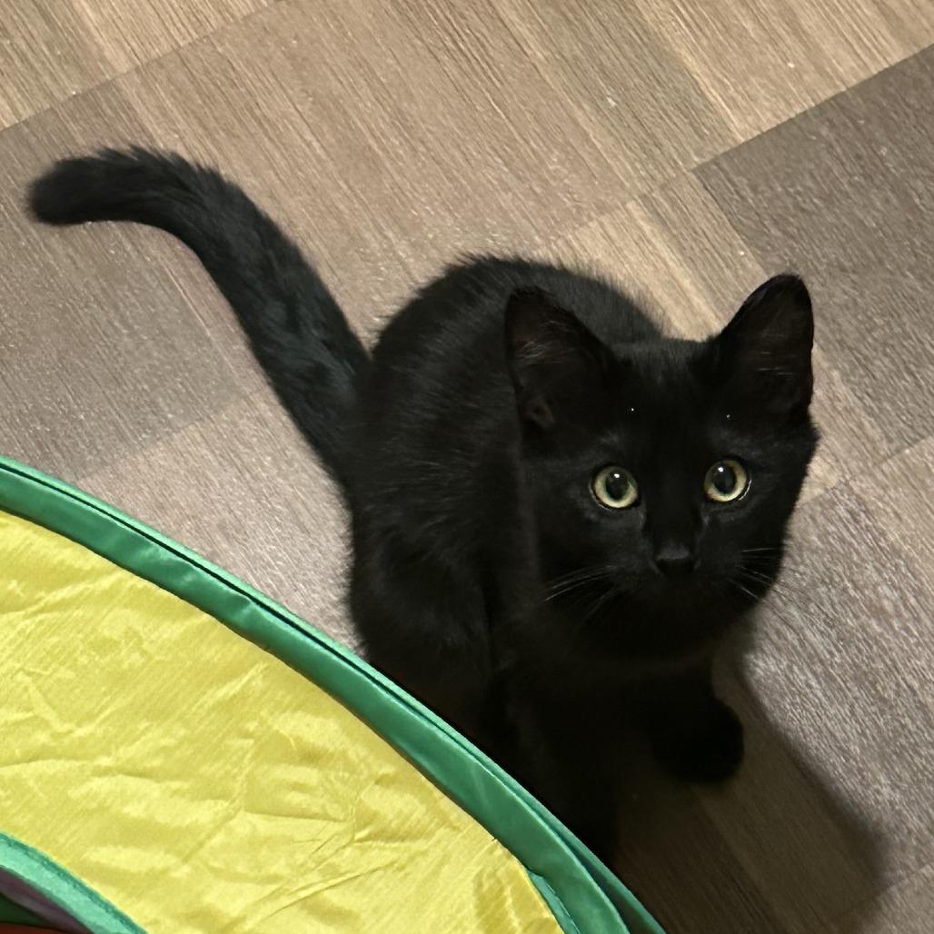 Enlarge April, a Adoptable Domestic Short Hair in Pleasanton, CA image 6/6