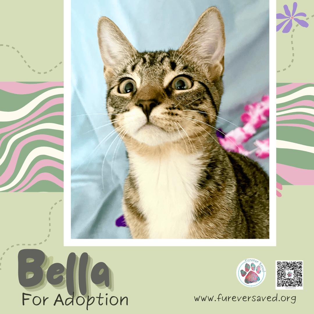 Enlarge Bella, a ADOPTABLE Domestic Short Hair in Miami, FL image 4/6