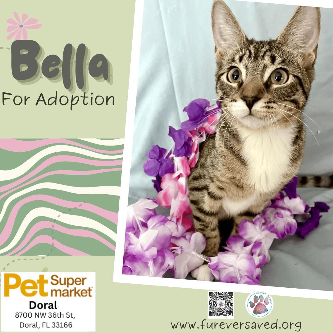 Enlarge Bella, a ADOPTABLE Domestic Short Hair in Miami, FL image 2/6