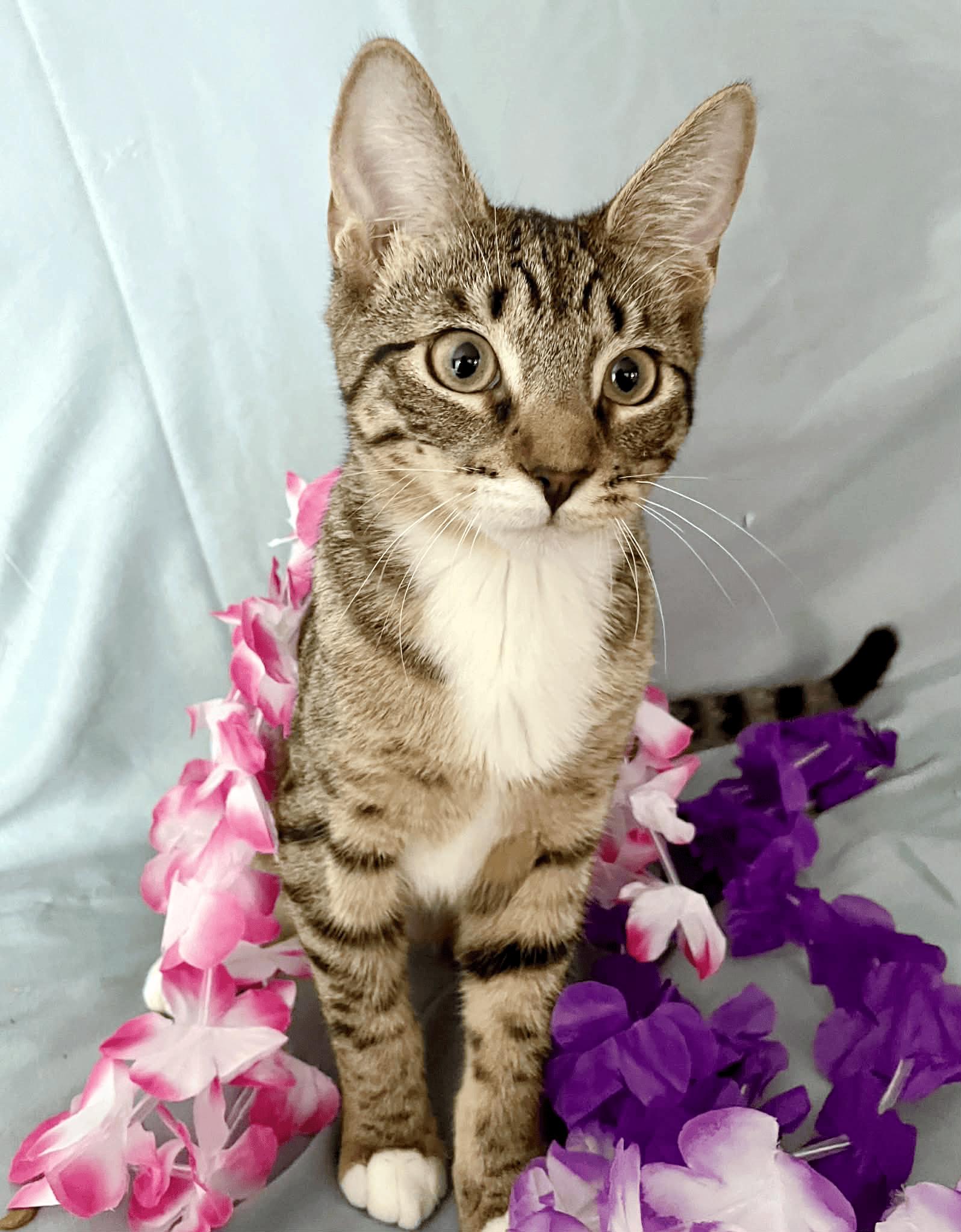 Enlarge Bella, a ADOPTABLE Domestic Short Hair in Miami, FL image 5/6