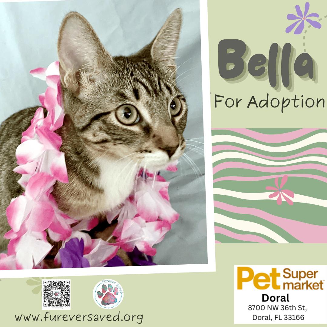 Enlarge Bella, a ADOPTABLE Domestic Short Hair in Miami, FL image 1/6