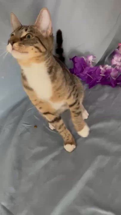 Enlarge Bella, a ADOPTABLE Domestic Short Hair in Miami, FL video 6/6