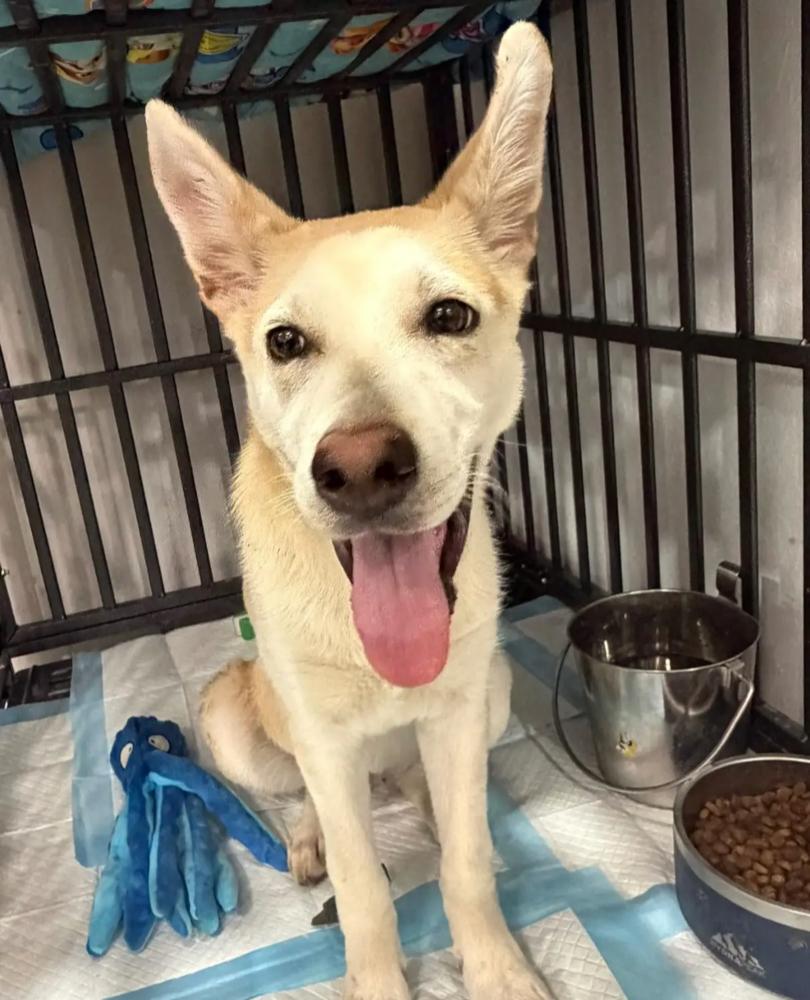 Enlarge Buttercup, a ADOPTABLE mixed breed in Commerce City, CO image 3/3