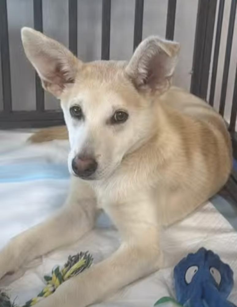 Buttercup, ADOPTABLE, Young Female Carolina Dog & Shepherd.
