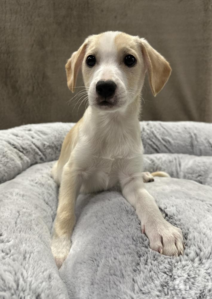 Enlarge Egizio, a Adoptable mixed breed in Sedalia, CO image 1/6
