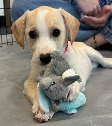 Enlarge Egizio, a Adoptable mixed breed in Sedalia, CO image 3/6