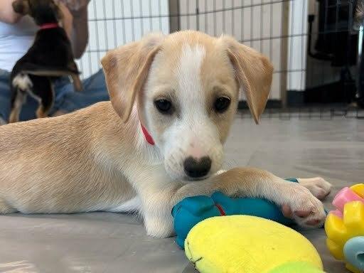 Enlarge Egizio, a Adoptable mixed breed in Sedalia, CO image 4/6