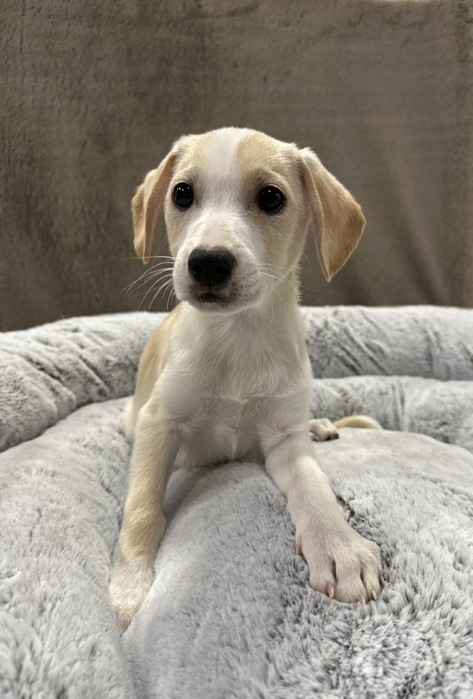 Enlarge Egizio, a Adoptable mixed breed in Sedalia, CO image 5/6