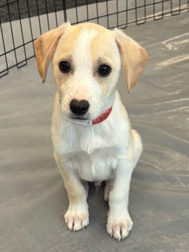 Enlarge Egizio, a Adoptable mixed breed in Sedalia, CO image 6/6