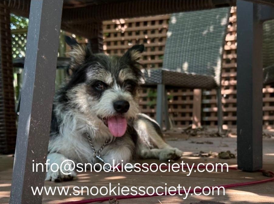 REGGIE, a ADOPTABLE mixed breed in Toronto, ON image 5/6