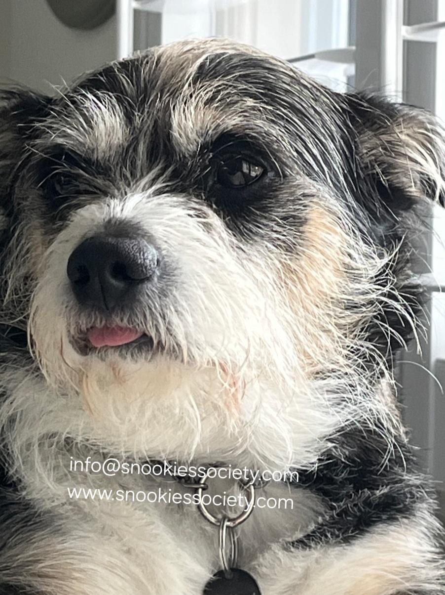 REGGIE, a ADOPTABLE mixed breed in Toronto, ON image 3/6