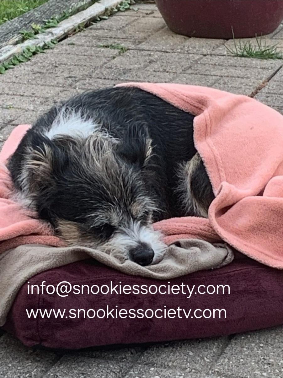 REGGIE, a ADOPTABLE mixed breed in Toronto, ON image 4/6