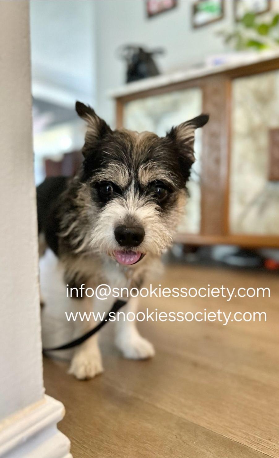 REGGIE, ADOPTABLE, Adult Male Miniature Schnauzer & Beagle.