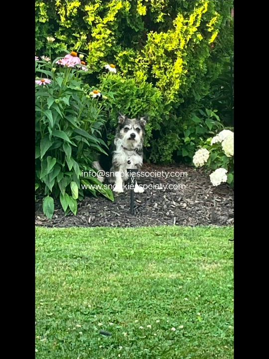 Enlarge REGGIE, a ADOPTABLE mixed breed in Toronto, ON video 6/6