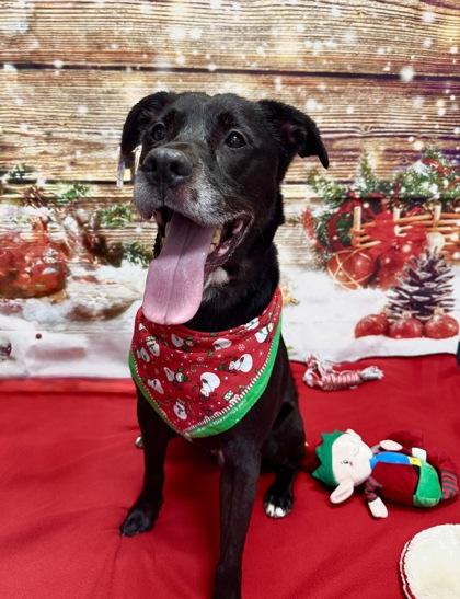 Morpheus, a Adoptable Mixed Breed in Walla Walla, WA image 2/5