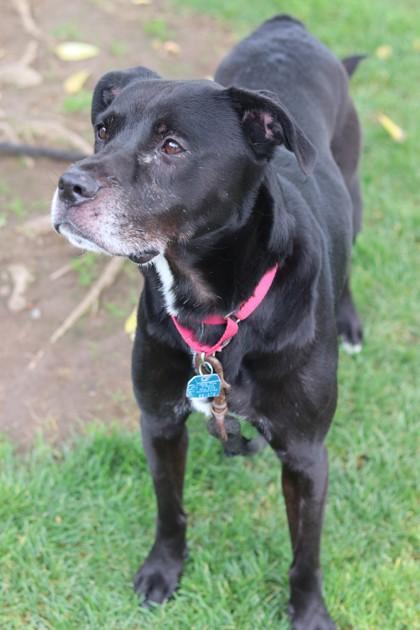 Enlarge Morpheus, a Adoptable Mixed Breed in Walla Walla, WA image 1/3