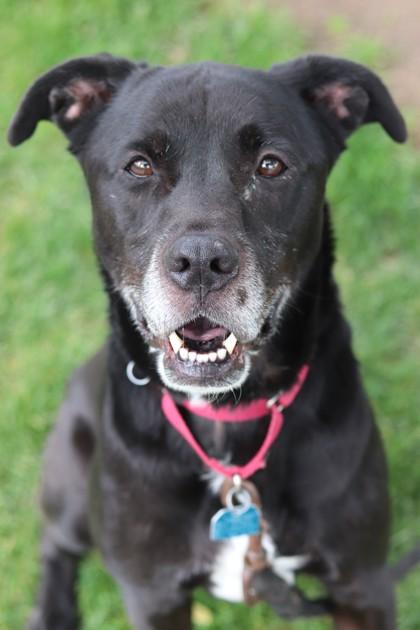 Morpheus, Adoptable, Senior Male Mixed Breed & Mixed Breed.