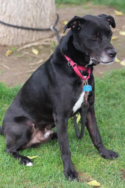 Morpheus, Adoptable, Senior Male Mixed Breed & Mixed Breed.