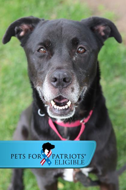 Morpheus, a Adoptable Mixed Breed in Walla Walla, WA image 5/5