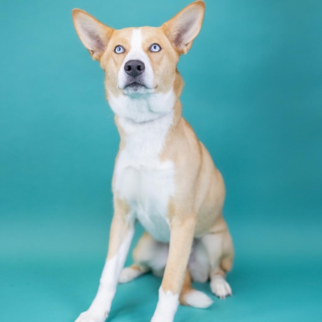 Nilla, Adoptable, Young Female Husky.