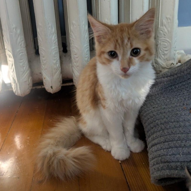 Enlarge Pumpkin, an adopted Domestic Medium Hair in Medfield, MA image 1/3
