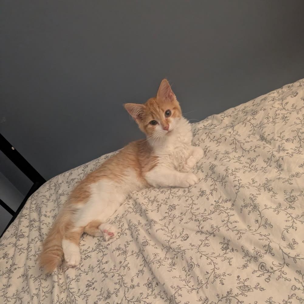 Enlarge Pumpkin, an adopted Domestic Medium Hair in Medfield, MA image 2/3