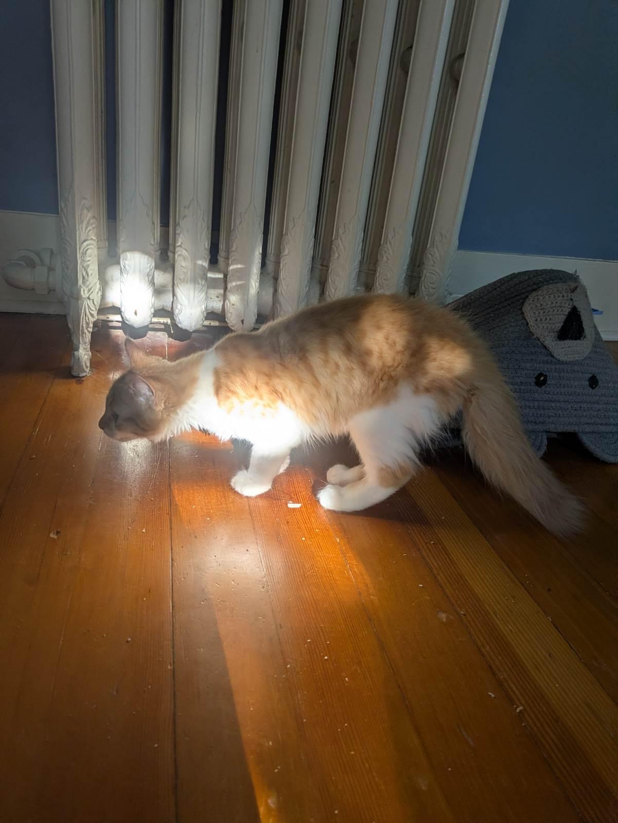Enlarge Pumpkin, an adopted Domestic Medium Hair in Medfield, MA image 3/3