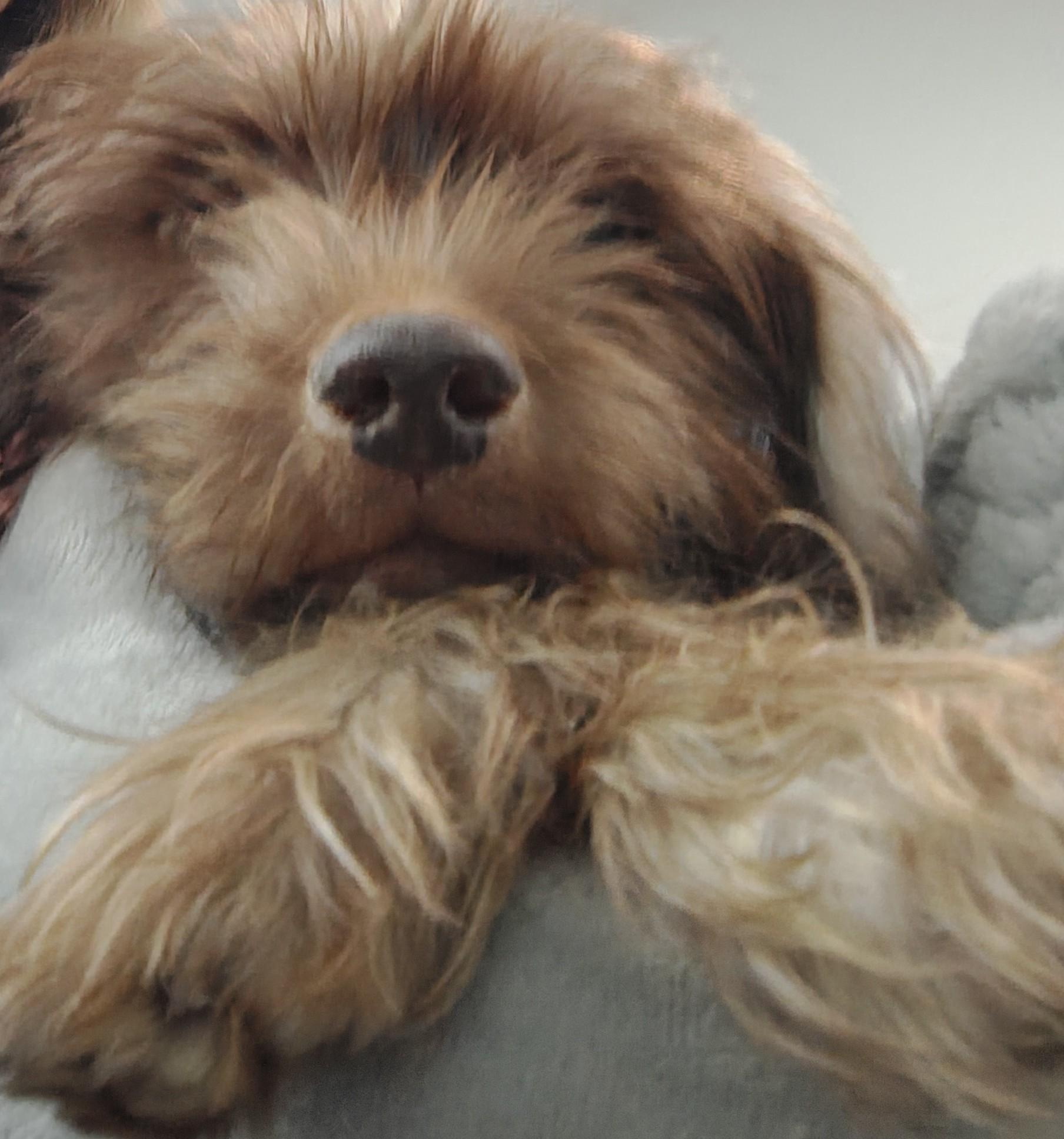 Chocolate, Adoptable, Adult Male Schnauzer.