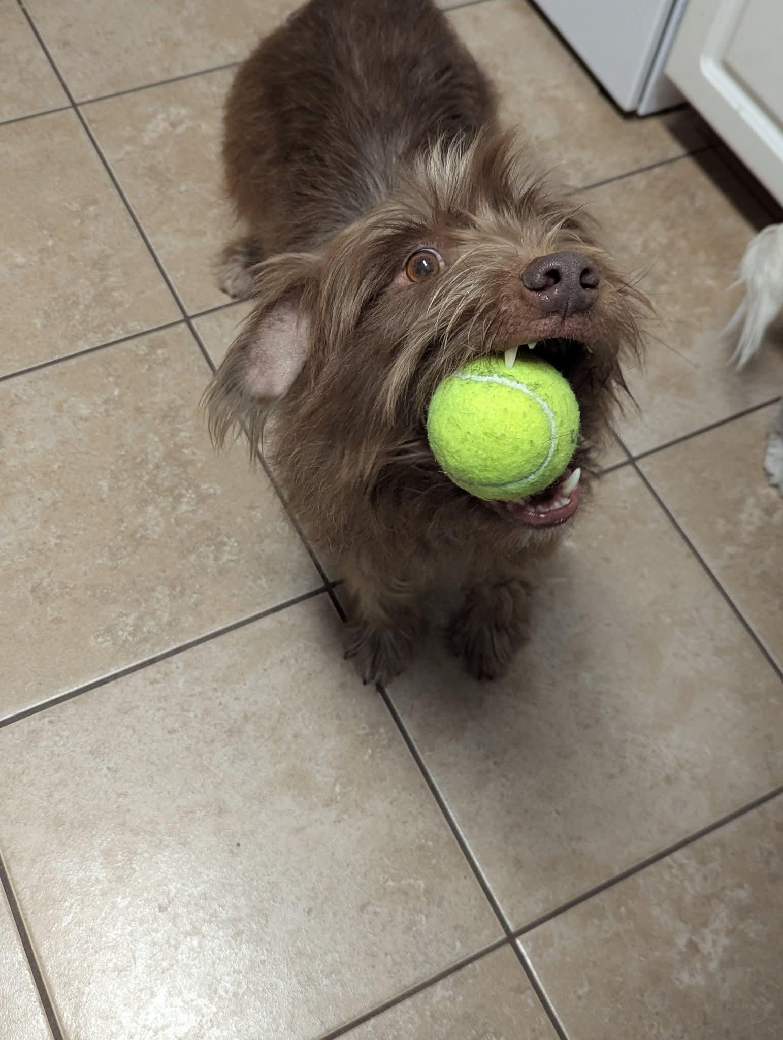 Chocolate, a Adoptable mixed breed in Wilmington, NC image 2/3