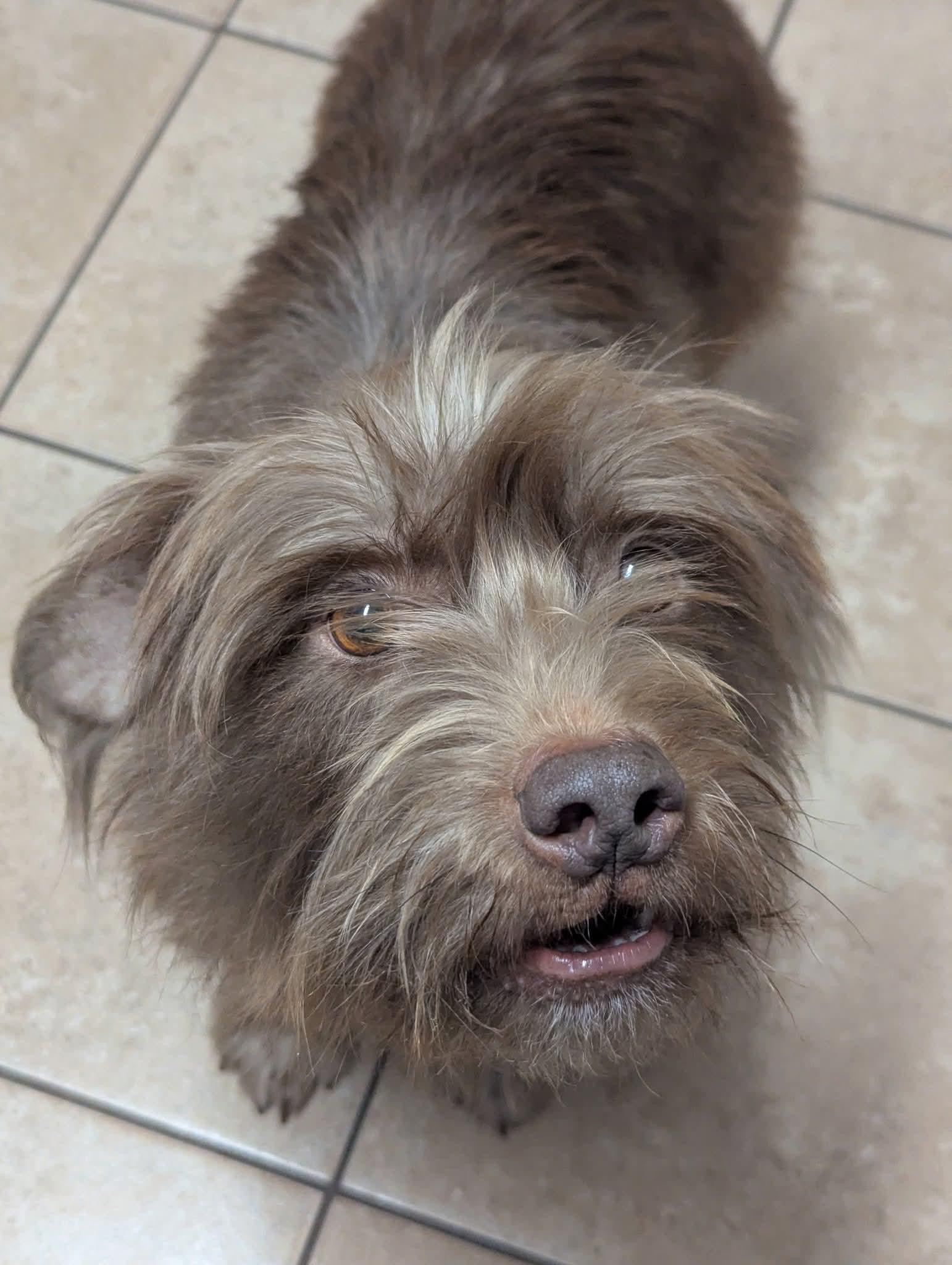 Chocolate, a Adoptable mixed breed in Wilmington, NC image 3/3